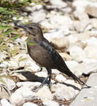 Great tailed Grackle 5781